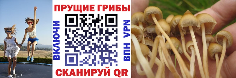 Псилоцибиновые грибы Cubensis  Купить  Приволжск 